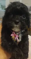 Ebony, a female Cavapoo for sale in Mount Pleasant, SC – 1 of 8