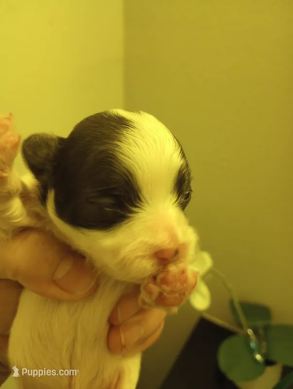 Shooting Star – Shihpoo puppy for sale in Mount Pleasant, SC