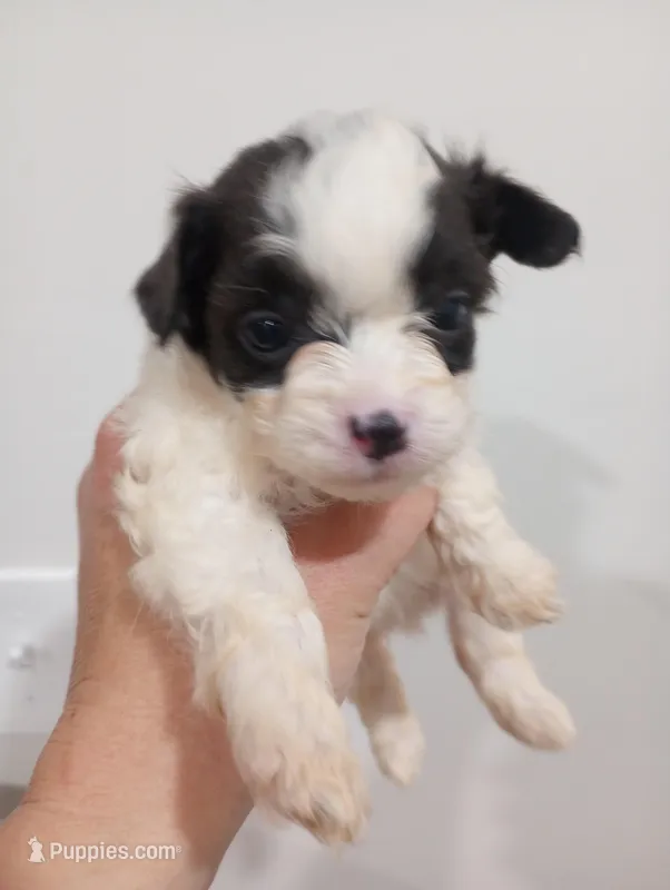 Shooting Star – Shihpoo puppy for sale in Mount Pleasant, SC