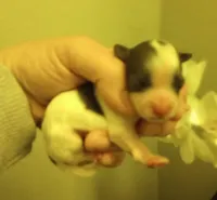 Shooting Star, a male Shihpoo for sale in Mount Pleasant, SC – Photo 2 of 2