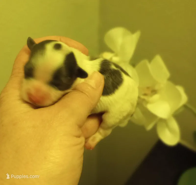 Shooting Star, a male Shihpoo for sale in Mount Pleasant, SC – Photo 1 of 2