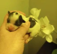 Shooting Star, a male Shihpoo for sale in Mount Pleasant, SC – Photo 1 of 2