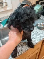 Joy, a female Poodle - Toy  for sale in Mount Pleasant, SC – 1 of 1