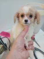 Mimi, a female Cavapoo for sale in Mount Pleasant, SC – 4 of 6