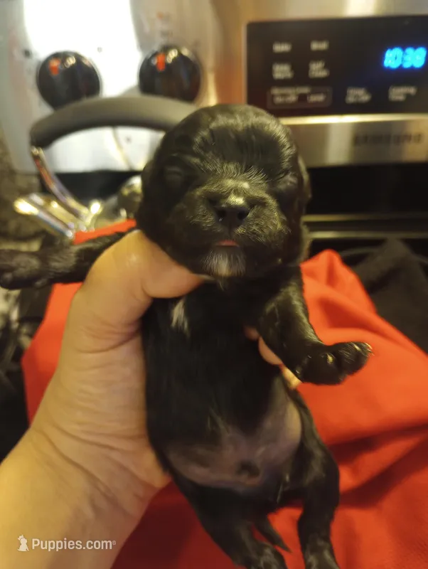 Solomon  – Shihpoo puppy for sale in Mount Pleasant, SC