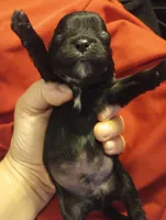 Solomon , a male Shihpoo for sale in Mount Pleasant, SC – Photo 4 of 4