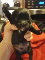 Solomon , a male Shihpoo for sale in Mount Pleasant, SC – Photo 2 of 4