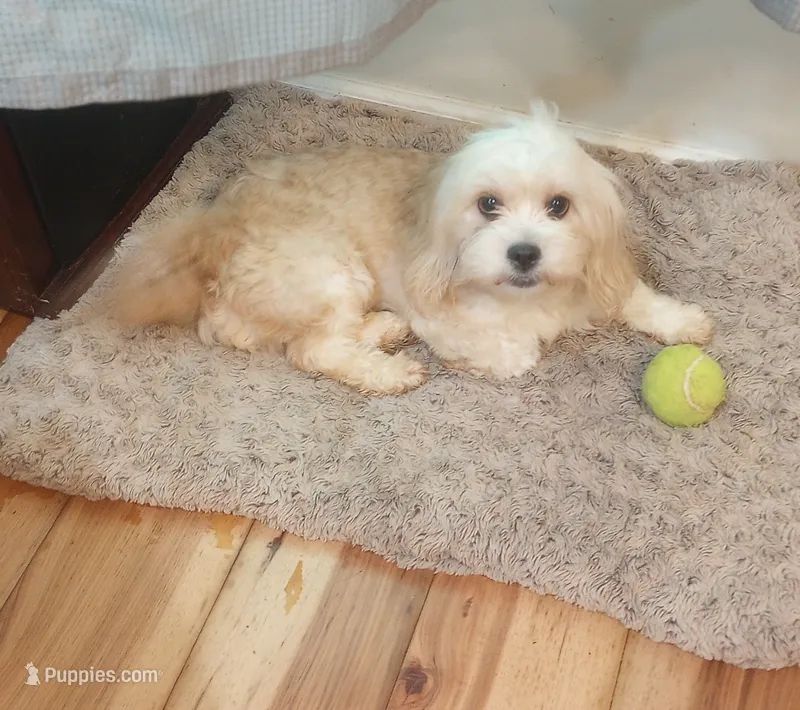 Honey  – Cavapoo puppy for sale in Mount Pleasant, SC
