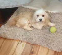 Honey , a female Cavapoo for sale in Mount Pleasant, SC – 1 of 3