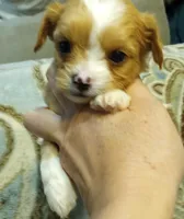Tommy, a male Cavalier King Charles Spaniel and Shih Tzu for sale in Mount Pleasant, SC – 2 of 6
