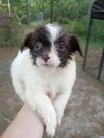 Cowla, a female Cavapoo for sale in Mount Pleasant, SC – Photo 4 of 8