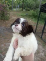 Cowla, a female Cavapoo for sale in Mount Pleasant, SC – Photo 3 of 8