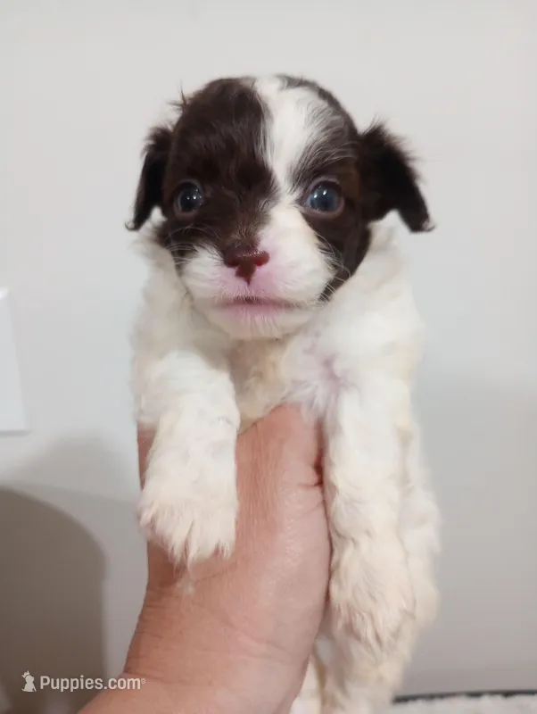 Shyla – Shihpoo puppy for sale in Mount Pleasant, SC