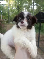 Cowla, a female Cavapoo for sale in Mount Pleasant, SC – Photo 2 of 8
