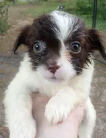 Cowla, a female Cavapoo for sale in Mount Pleasant, SC – Photo 1 of 8