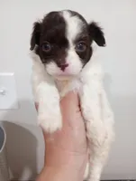 Shyla, a female Shihpoo for sale in Mount Pleasant, SC – Photo 2 of 2