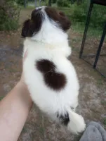 Cowla, a female Cavapoo for sale in Mount Pleasant, SC – Photo 8 of 8