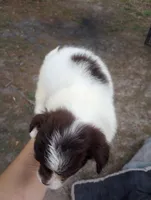 Cowla, a female Cavapoo for sale in Mount Pleasant, SC – Photo 7 of 8