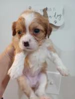 Tally, a female Cavalier King Charles Spaniel and Shih Tzu for sale in Mount Pleasant, SC – 6 of 8