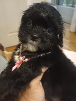 Ebony, a female Cavapoo for sale in Mount Pleasant, SC – 4 of 8