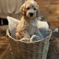 Carrie (purple), a female Goldendoodle for sale in Coxsackie, NY – Photo 4 of 5