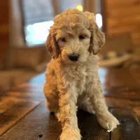 Carrie (purple), a female Goldendoodle for sale in Coxsackie, NY – Photo 3 of 5
