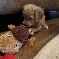 Carrie (purple), a female Goldendoodle for sale in Coxsackie, NY – Photo 2 of 5