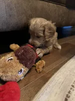 processed/1017e9d7-a646-492a-a2cf-147b470ed8df/listing/04659fa8-2174-4cb7-a6dd-daf4c0d74b09/74d535f9-c807-4817-871a-2b6c9026a498