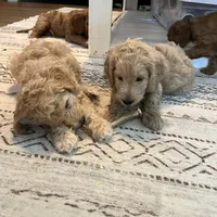 Carrie (purple), a female Goldendoodle for sale in Coxsackie, NY – Photo 5 of 5