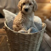 Carrie (purple), a female Goldendoodle for sale in Coxsackie, NY – Photo 1 of 5