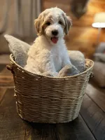 Reba (orange), a female Goldendoodle for sale in Coxsackie, NY – Photo 1 of 6