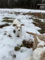 Reba (orange), a female Goldendoodle for sale in Coxsackie, NY – Photo 4 of 6