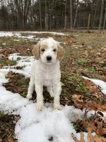 Reba (orange), a female Goldendoodle for sale in Coxsackie, NY – Photo 6 of 6