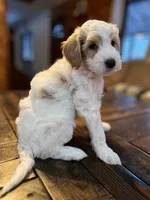 Reba (orange), a female Goldendoodle for sale in Coxsackie, NY – Photo 2 of 6