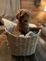 Hank (blue), a male Goldendoodle for sale in Coxsackie, NY – Photo 4 of 5