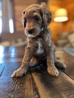 Hank (blue), a male Goldendoodle for sale in Coxsackie, NY – Photo 3 of 5