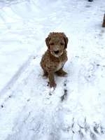 Hank (blue), a male Goldendoodle for sale in Coxsackie, NY – Photo 5 of 5