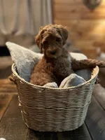 Hank (blue), a male Goldendoodle for sale in Coxsackie, NY – Photo 1 of 5