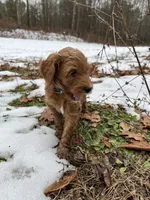 Hank (blue), a male Goldendoodle for sale in Coxsackie, NY – Photo 2 of 5