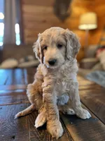 Shania (lt pink), a female Goldendoodle for sale in Coxsackie, NY – Photo 2 of 3