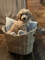 Shania (lt pink), a female Goldendoodle for sale in Coxsackie, NY – Photo 3 of 3