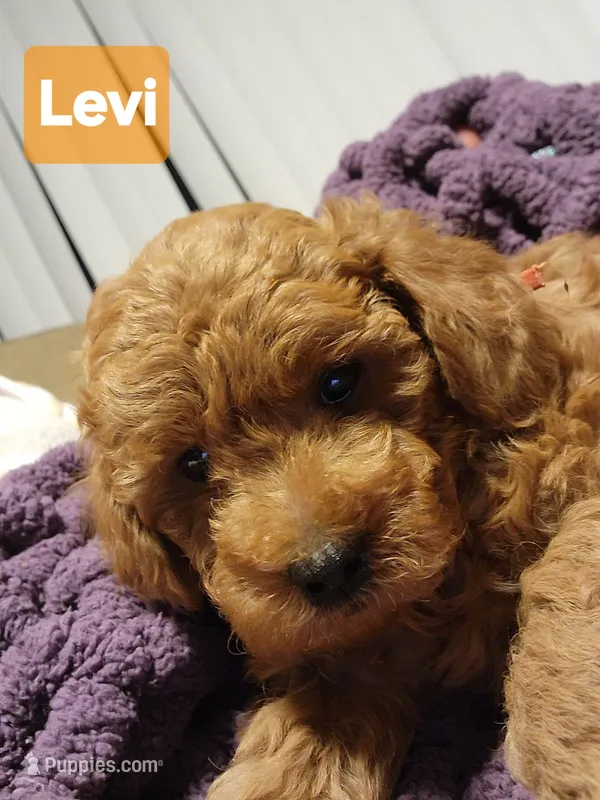 Levi  – Poodle - Miniature  puppy for sale in Southfield, MI
