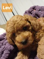 Levi , a male Poodle - Miniature  for sale in Southfield, MI – Photo 2 of 3