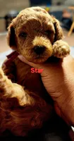 Star, a female Poodle - Miniature  for sale in Southfield, MI – 4 of 4