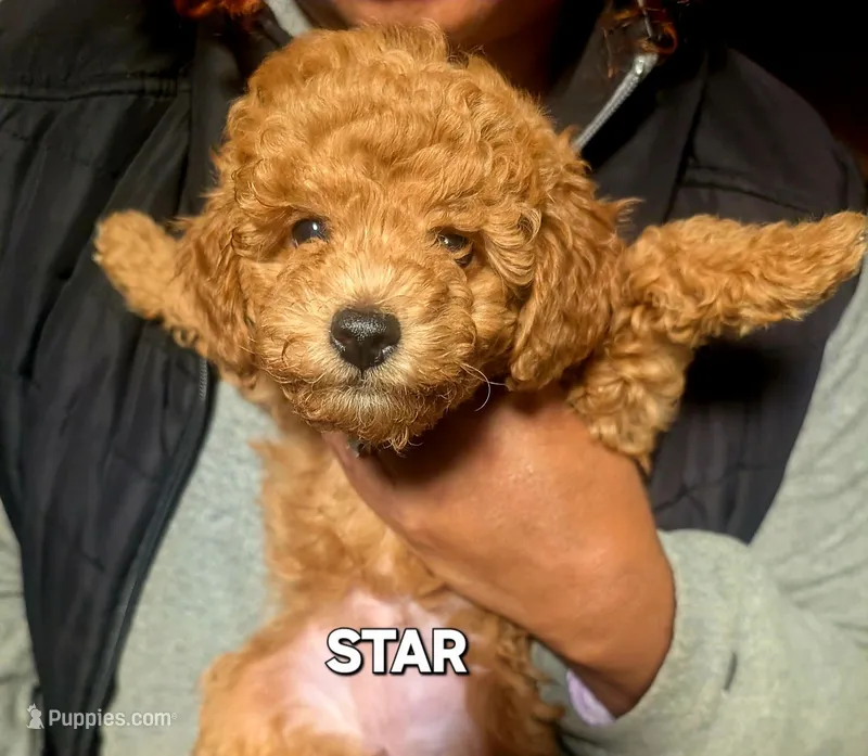 Star – Poodle - Miniature  puppy for sale in Southfield, MI