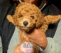 Star, a female Poodle - Miniature  for sale in Southfield, MI – 1 of 4