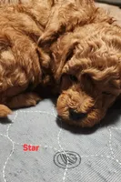 Star, a female Poodle - Miniature  for sale in Southfield, MI – 3 of 4