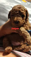 JASPER, a male Poodle - Miniature  for sale in Southfield, MI – 4 of 6