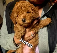 JASPER, a male Poodle - Miniature  for sale in Southfield, MI – 2 of 6