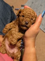 JASPER, a male Poodle - Miniature  for sale in Southfield, MI – 5 of 6